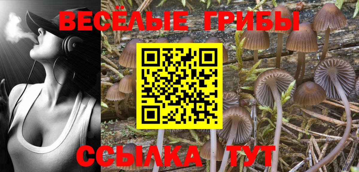 Псилоцибиновые грибы MAGIC MUSHROOMS  Вход с VPN  Ростов-на-Дону 